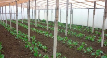 Jak často a správně zalévat okurky ve skleníku, kdy je to lepší